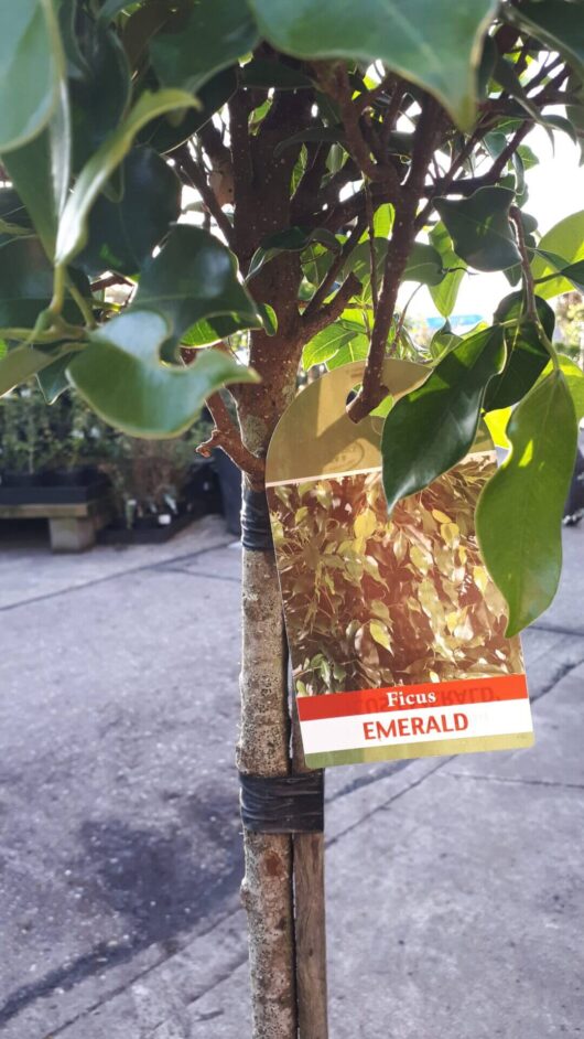 Hello Hello Plants Nursery Campbellfield Melbourne Victoria Australia Ficus microcarpa hillii 'Emerald' standard tag
