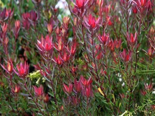 A dense cluster of red and green leafy plants, featuring tall, narrow stems and pointed leaves, includes the striking Leucadendron 'Bright Eyes' growing outdoors.