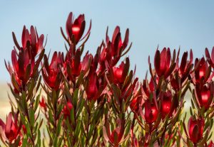 Leucadendron 'Bright Eyes' blooms under a blue sky, surrounded by lush green foliage.