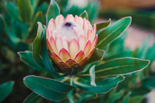 A close-up image of a single protea flower with pink and white petals surrounded by dark green leaves, reminiscent of the captivating beauty of Leucadendron 'Bright Eyes'.