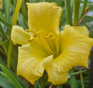 Close-up of a blooming Hemerocallis 'Stella Bella' Daylily in a 6" pot, featuring curved petals, prominent stamens, and lush green leaves.