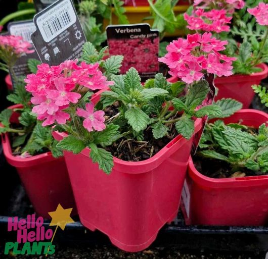 Candy Pink Verbena 'Candy Pink' plants in vibrant 4" pots are beautifully displayed, complete with visible plant labels.