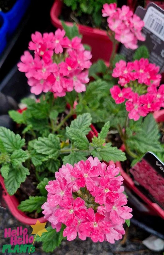 A vibrant close-up captures the Verbena 'Candy Pink' 4" Pot, showcasing its blossoming flowers with candy pink petals shimmering with delicate water droplets, surrounded by lush green leaves.