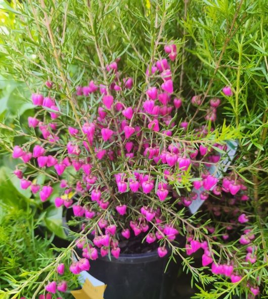 The Boronia 'Carousel' in a 6" pot features a multitude of small, pink bell-shaped flowers and delicate green leaves.