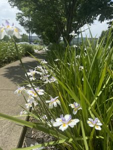 A sidewalk bordered by tall green plants with purple and white flowers under a Morus 'Weeping Mulberry' 1.8m Standard (Bare Root) creates a picturesque scene.