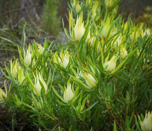 Green shrub with elongated, light yellow and green flowers and narrow leaves growing in a natural setting, similar to the captivating Leucadendron 'Bright Eyes'.