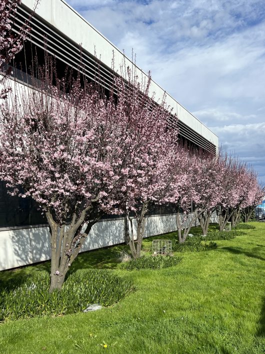 A row of blossoming pink cherry trees lines the side of a modern building on a grassy lawn, accompanied by the vibrant hues of Prunus 'Nigra' Purple Leaf Flowering Plum 3ft (Bare Rooted) under a partially cloudy sky.