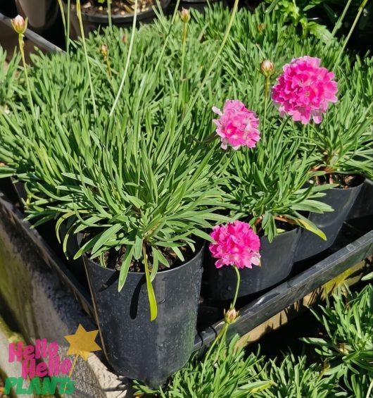 The Armeria 'Pink' Sea Thrift in a 3" pot, featuring narrow green leaves and blooming pink flowers, is beautifully displayed on a shelf.