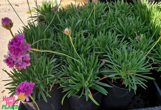 Pots of lush green foliage mix with Armeria 'Pink' Sea Thrift and delicate purple flowers at the edges on a black tray. A 3" pot nestles among them, while a "Hello Hello Plants" logo is prominently displayed in the bottom left corner.