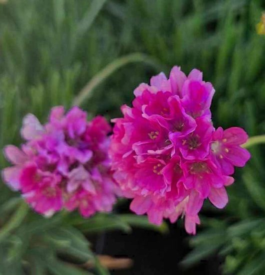 Two vibrant pink Armeria flowers with multiple petals bloom amidst green foliage, mirroring the delicate beauty of Armeria 'Pink' Sea Thrift 3" Pot.