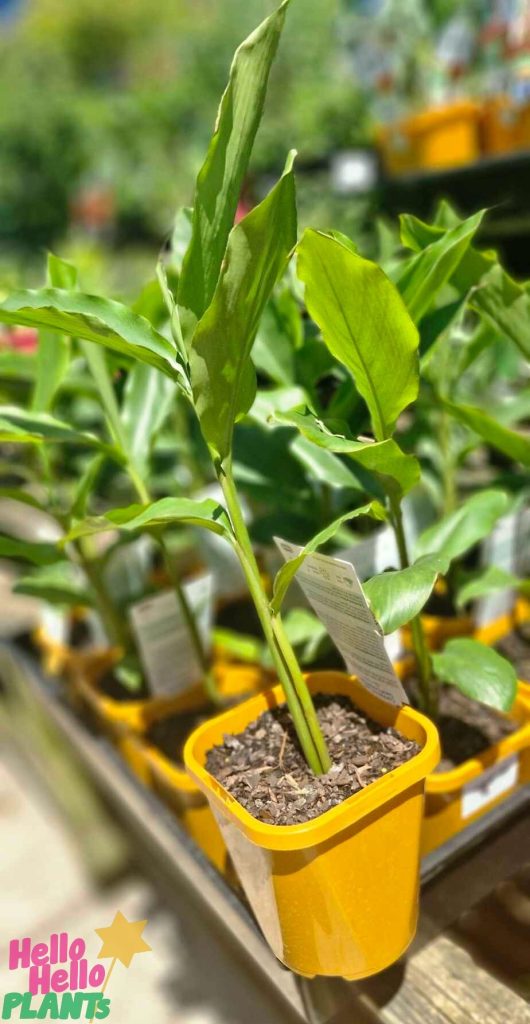 A Cardamom Leaf plant in a vibrant yellow 5" pot is on display at the garden store.