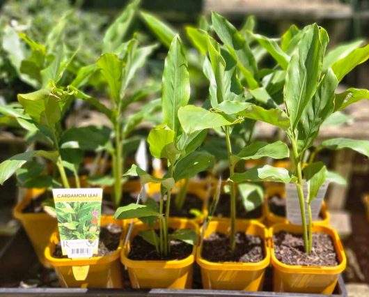 Cardamom Leaf 5" Pots provide an ideal environment for cardamom plants, allowing their lush green leaves to flourish on a sunny surface.