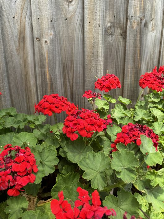 Geranium 'Big Red' plants, with their vibrant red flowers and lush green leaves, brighten up the scene in front of a wooden fence.