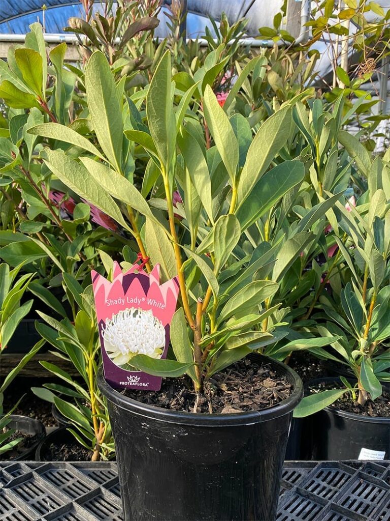 Telopea 'Shady Lady White®' Waratah Hello Hello Plants