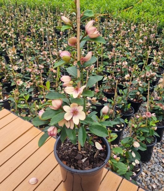 A Magnolia Princess 'Little Sarah' in a 10" pot, boasting pink and white flowers, is elegantly placed on a wooden surface. It stands beautifully among other similar plants in black pots, each one enhancing the display.