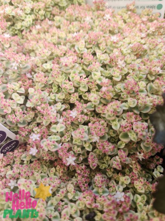 A dense cluster of star-shaped green and pink Sedum Speckled BLOB® blooms vibrantly in a 6" pot, while a "Hello Hello Plants" label adds charm to the scene.