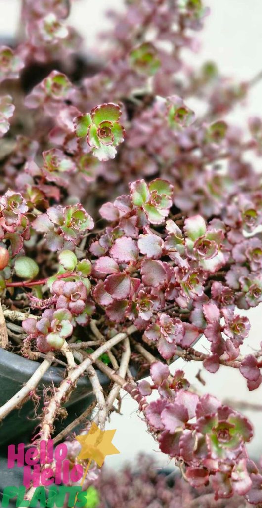 A close-up of the Sedum 'Chocolate Fairy Cushion' in a 6" pot, highlighting its pink and green leaves with dense clusters of small, rounded foliage.