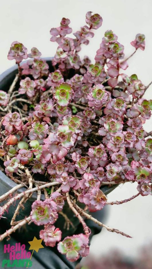 A small Sedum 'Chocolate Fairy Cushion' in a 6" pot features clusters of tiny, round green and pink leaves against a neutral background.