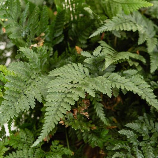 Davallia 'Rabbit's Foot Fern' White 4