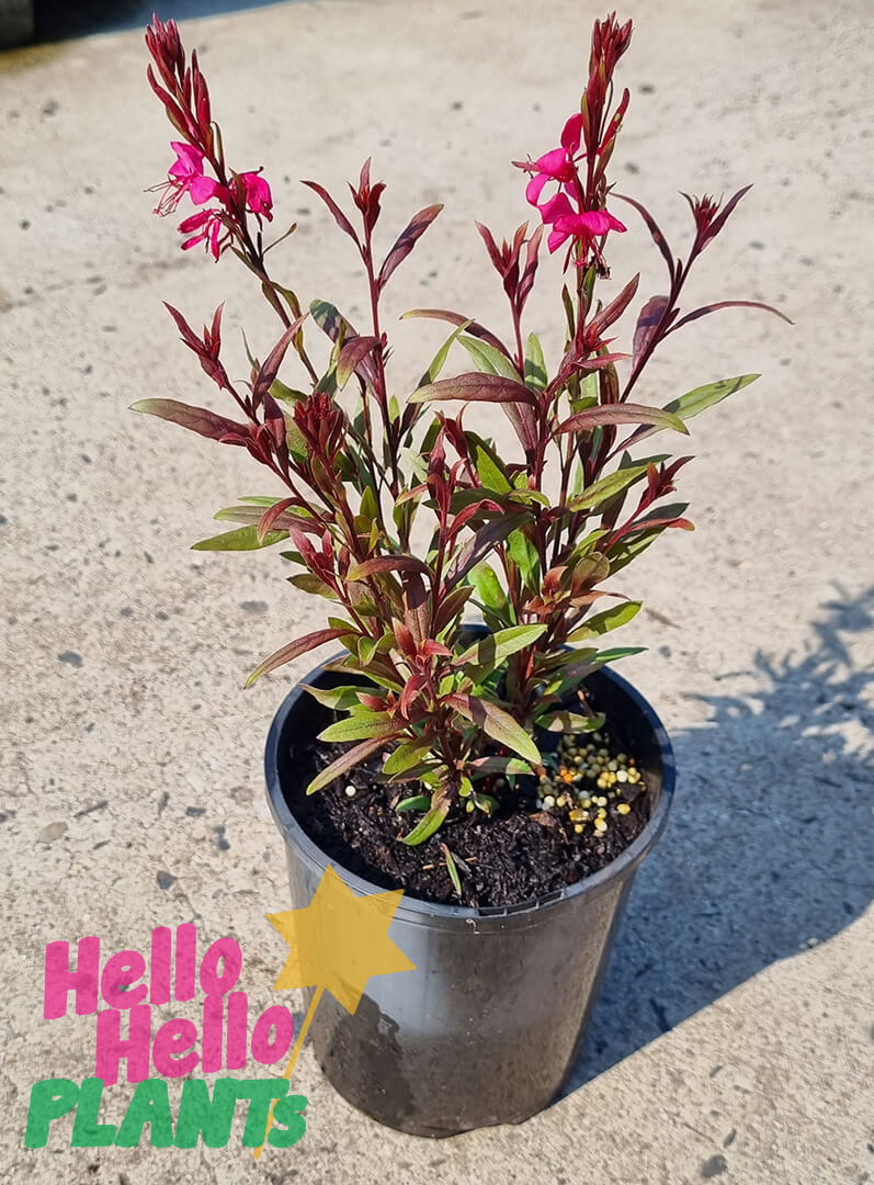 Gaura 'Rosy Jane' Butterfly Bush 6