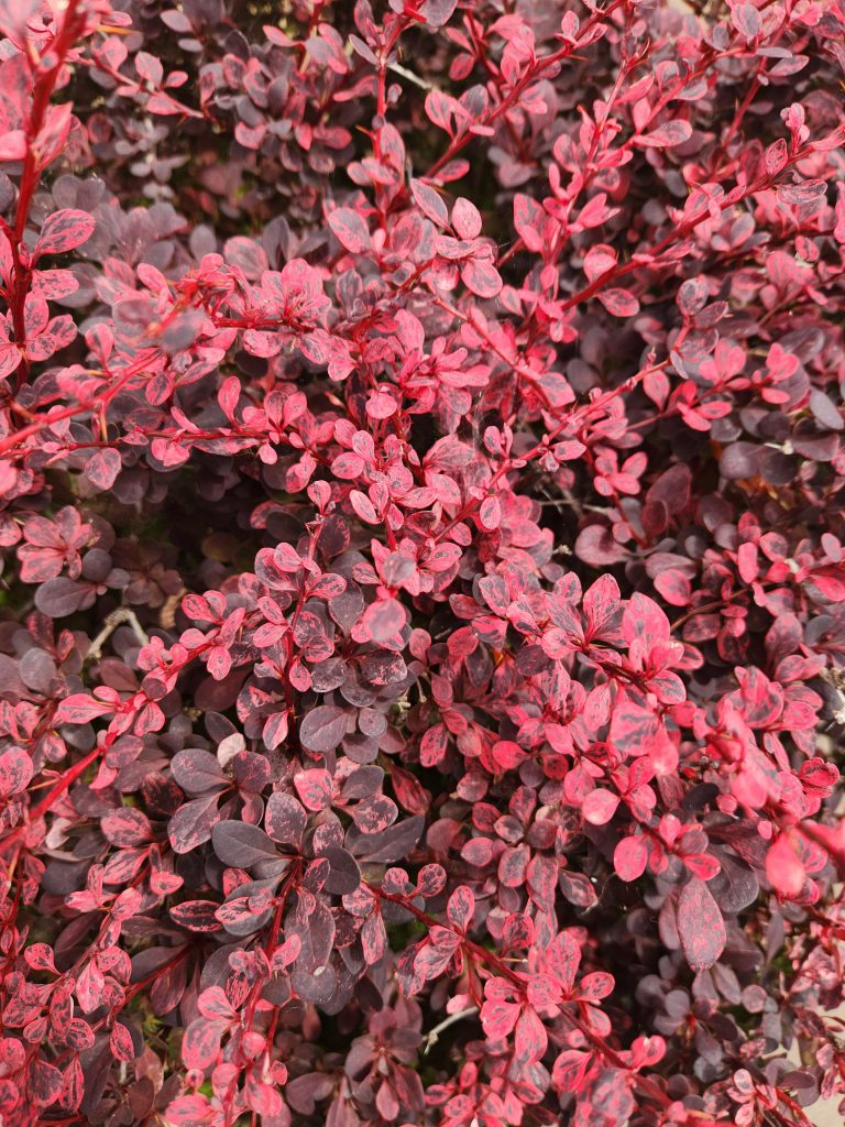 Berberis 'Rose Glow' Japanese Barberry - Hello Hello Plants