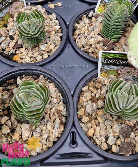 Close-up of four Crassula 'Buddha's Temple' plants, each featuring mesmerizing layered, spiral leaves and housed in a 6-inch pot, all arranged on a tray scattered with small pebbles.