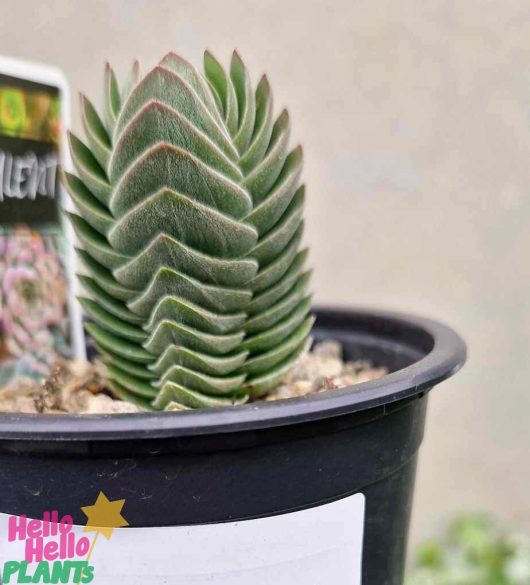 Close-up of a Crassula 'Buddha's Temple' in a black 6" pot, featuring a plant label in the background.