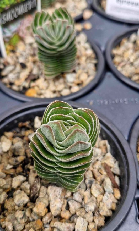 The Crassula 'Buddha's Temple' in a 6" pot is featured up close, highlighting its intricately stacked, spiraled leaves and elegantly surrounded by pebbles.