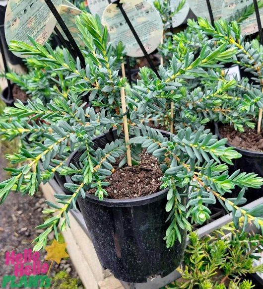 The Darwinia 'Seaspray' in a 6" pot showcases small, dense, green leaves and stands proudly with similar plants, each equipped with care information tags.