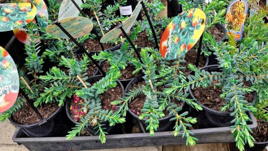 Rows of grevillea plants with lush green foliage, each set in a charming arrangement. Round tags depicting vibrant flowers label every pot, highlighting the unique beauty of the Darwinia 'Seaspray' variety in a 6" pot.