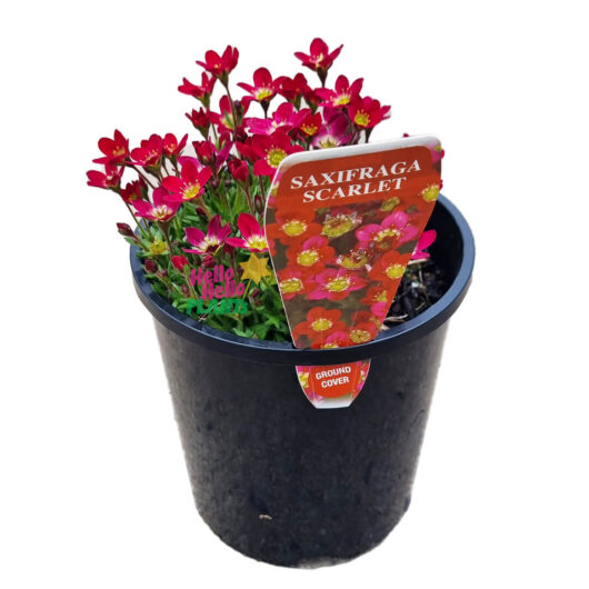 Hello Hello Plants Saxifraga x arendsii ‘Red or Scarlet’ 6″ Pot