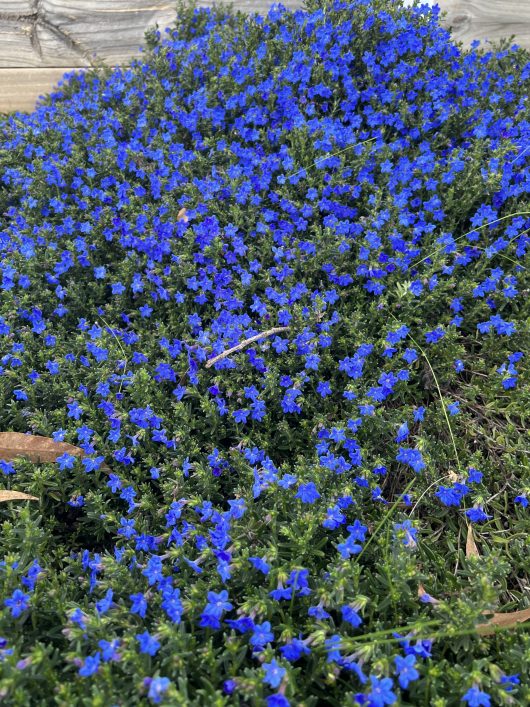 A 6" pot of Lithodora diffusa 'Grace Ward' features a dense cluster of small, bright blue flowers covering green foliage, with a weathered wooden board visible in the background. This captivating display thrives beautifully.