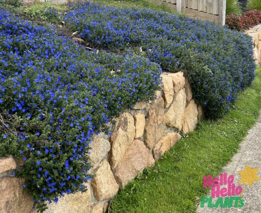 A row of vibrant blue Lithodora diffusa 'Grace Ward' flowers planted on a tiered stone garden bed next to a patch of green grass and a concrete pathway. Displayed in the bottom right corner is a logo reading "Hello Hello Plants," indicating that these Grace Ward beauties come in a 6" pot.