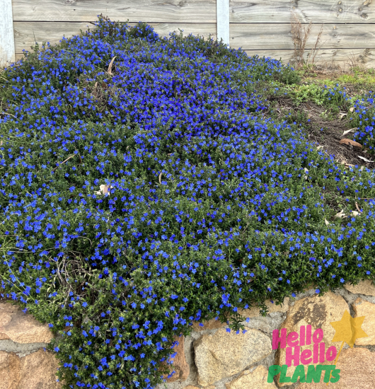 A dense growth of small, vibrant blue flowers covers a sloped area with a stone border. The Lithodora diffusa 'Grace Ward' 6" Pot thrives beautifully in the garden. A wooden fence frames the background. The text in the bottom right corner says "Hello Hello Plants.