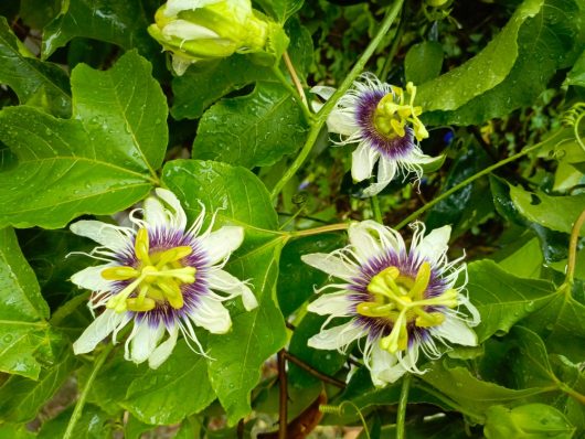 The vivid charm of Passionfruit 'Black' is depicted by raindrops on green leaves, showcasing three passion flowers with white petals and purple and yellow centers, enhanced by subtle black accents.