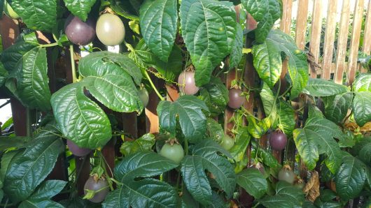 Passionfruit 'Black' vines, laden with ripe and unripe fruits, elegantly scale the black wooden trellis.