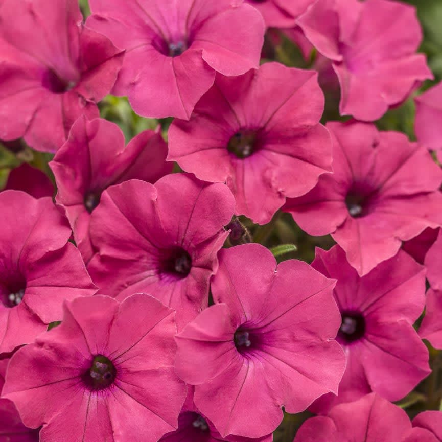 Petunia Supertunia® 'Vista Fuchsia' 6