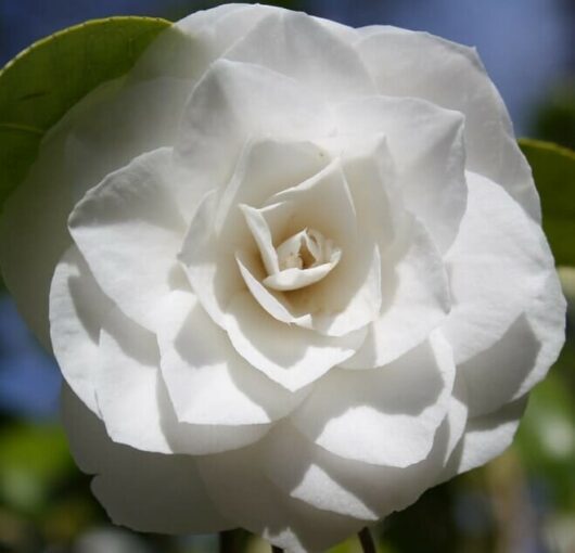 Camellia japonica 'Nuccio's Gem' 6" Pot