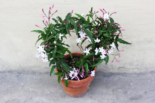 A Jasminum 'Common White Jasmine' 6" pot, with lush green leaves and small white flowers featuring pink buds, set against a plain background.