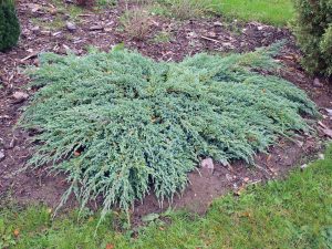 Juniperus 'Grey Owl' is a dense, green, ground-covering shrub with spreading branches that thrives in a garden bed surrounded by grass.