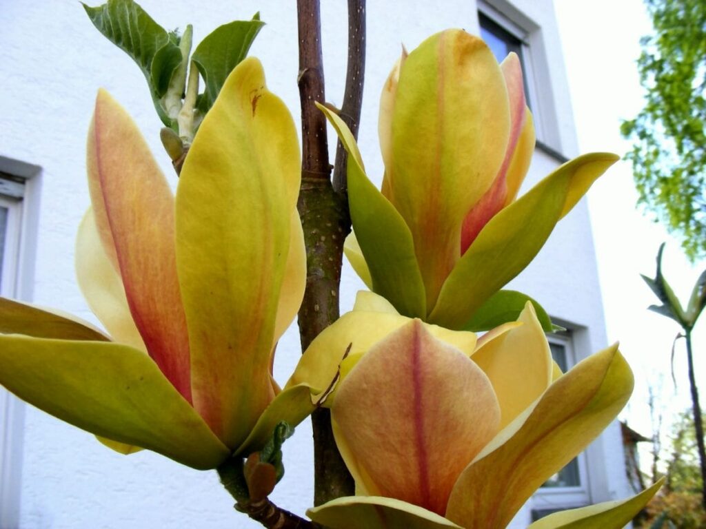 Magnolia Sunspire 12 Pot - Hello Hello Plants & Garden Supplies