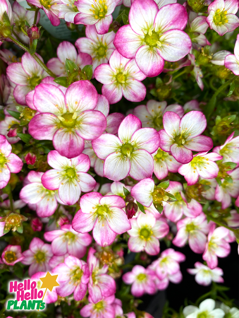 Saxifraga 'Picotee' 6