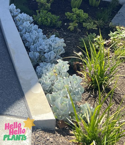 A row of blue-grey Cotyledon 'Silver Waves' Succulent 4" Pot plants thrives alongside a concrete pathway, nestled in soil and bordered by vibrant green grass.