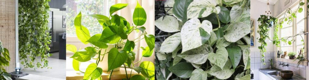 Top 10 Indoor Air Purifying Plants! - Garden Advice, Top 10 Lists ...