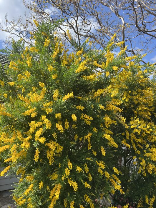 Under a partly cloudy blue sky, the Genista Cytisus 'Dwarf Yellow Broom' (in a 6" pot) showcases its dense yellow flowers and green leaves, with branches of another tree visible in the background.