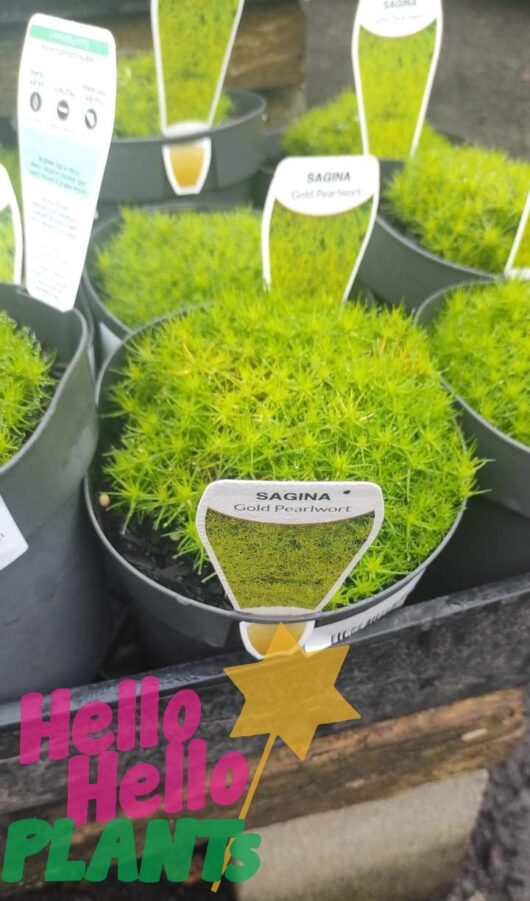 Golden Pearlwort 6inch Pot