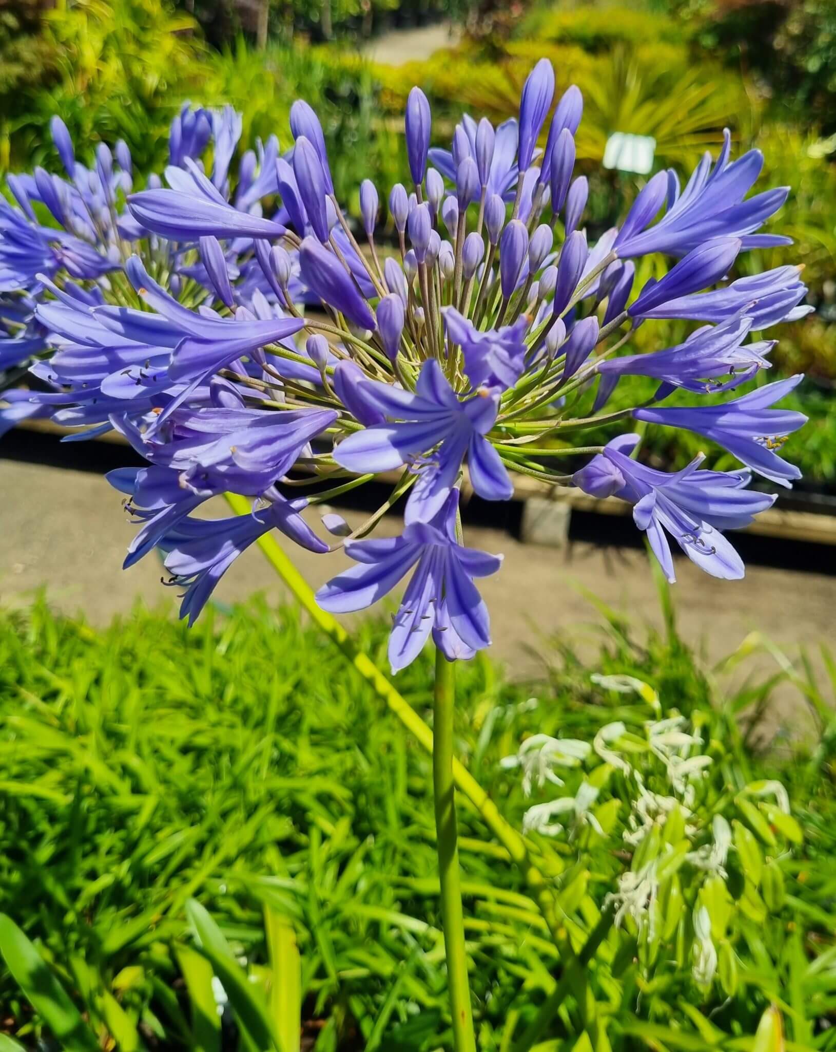 Agapanthus 'Tall Blue' - Hello Hello Plants & Garden Supplies