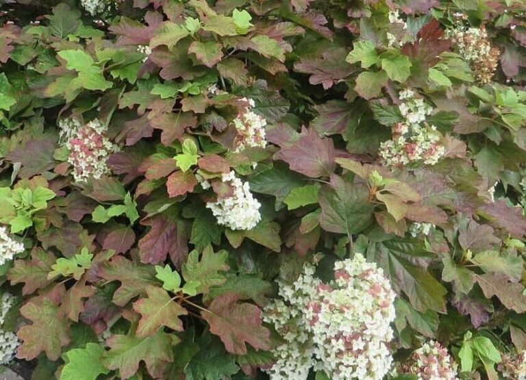 Hydrangea quercifolia 'Snowflake' 6