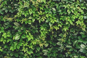 A dense wall of green leaves and vines, featuring the striking Parthenocissus henryana 'Chinese Virginia Creeper', displays a variety of leaf shapes and sizes, creating a lush and textured natural background.