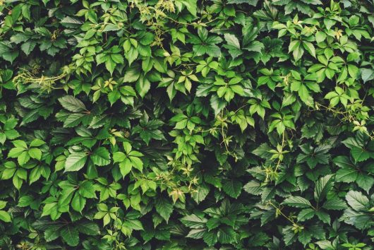 A dense wall of green leaves and vines, featuring the striking Parthenocissus henryana 'Chinese Virginia Creeper', displays a variety of leaf shapes and sizes, creating a lush and textured natural background.